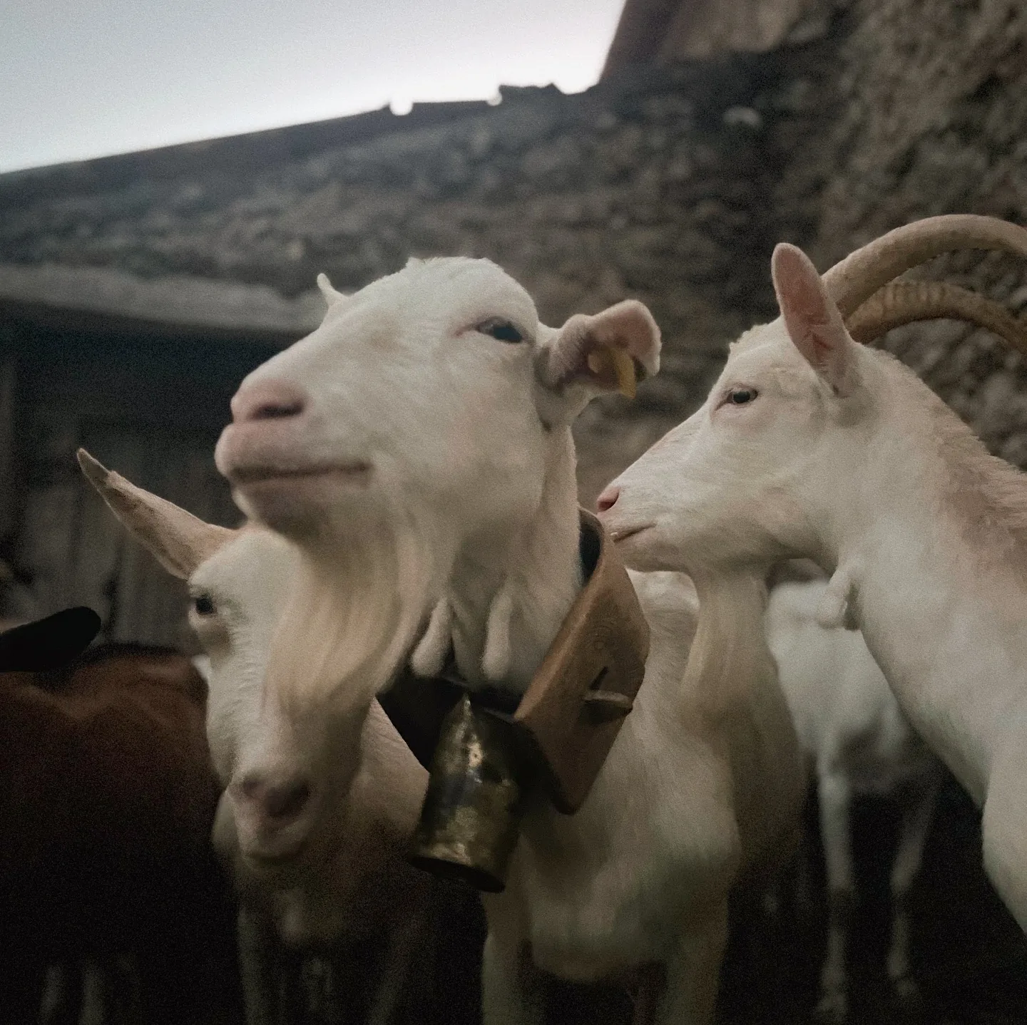 Chèvres d’un troupeau rassemblées près d’une bâtisse en pierre, à la lumière du soir