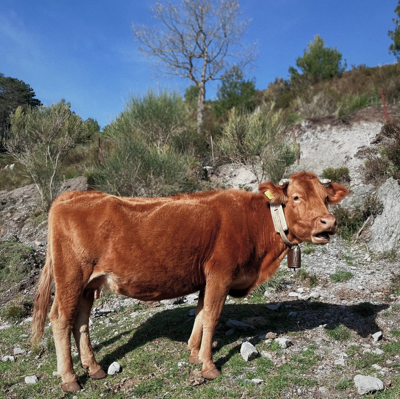 Vache à la robe fauve, clochette au cou, sur un coteau caillouteux baigné de soleil