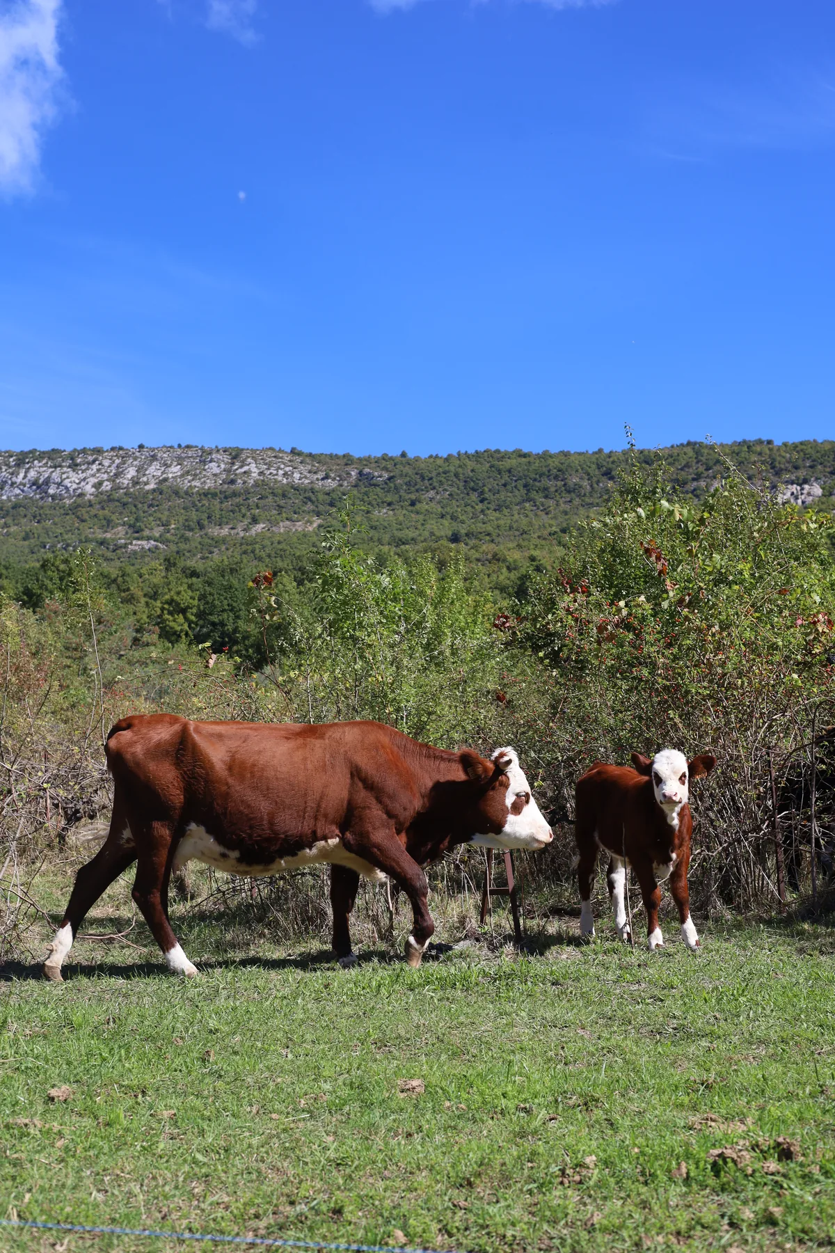 Vache et son veau dans un pâturage verdoyant au pied de reliefs boisés