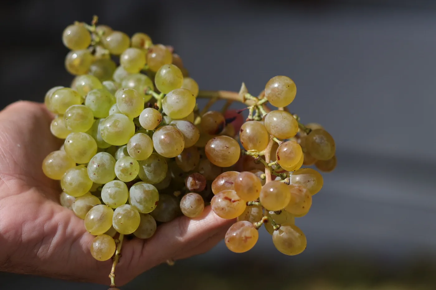 Main tendant une grappe de raisin doré, geste de la vendange