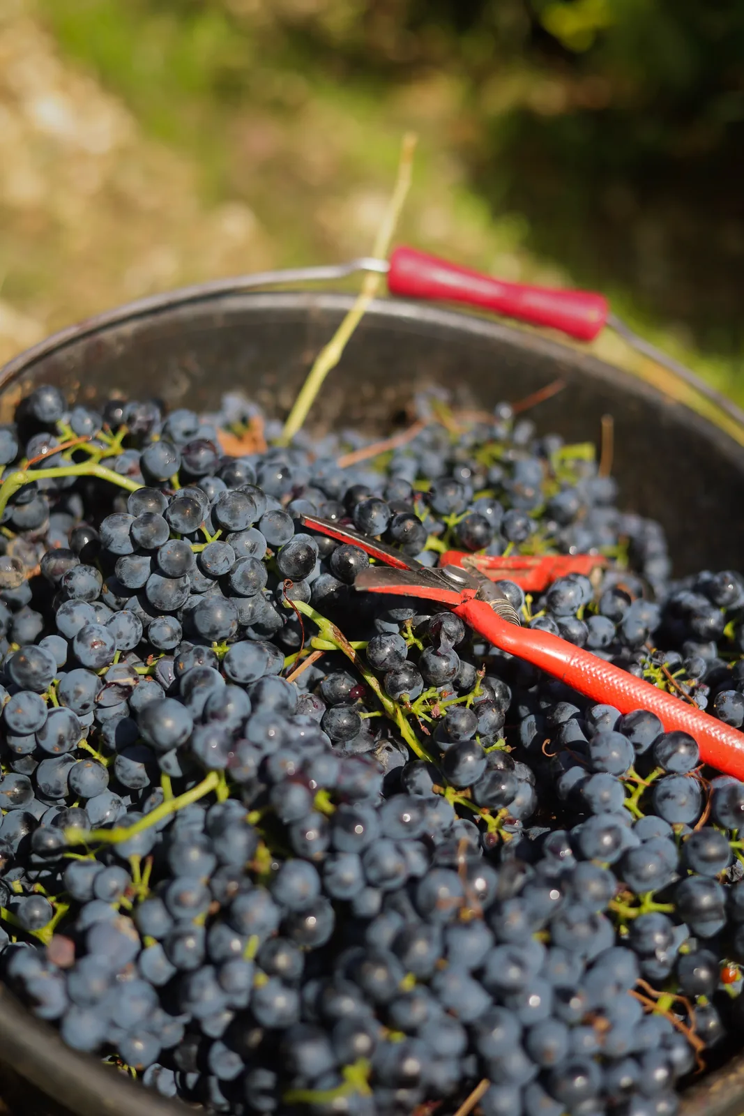 Raisin noir fraîchement vendangé et sécateur dans une comporte, sous la lumière dorée de l’automne