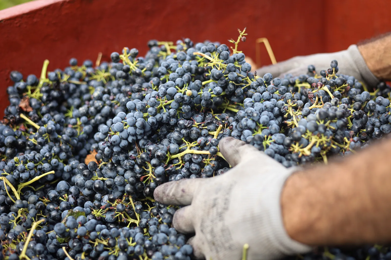 Mains gantées plongées dans la vendange de raisin noir fraîchement récolté